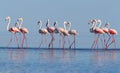 Wild african birds. Group birds of pink african flamingos walking around the blue lagoon on a sunny day