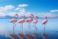 Wild african birds. Group birds of pink african flamingos walking around the blue lagoon on a sunny day, Generated AI