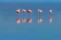 Wild african birds. Group birds of pink african flamingos walking around the blue lagoon Royalty Free Stock Photo