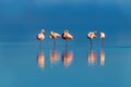 Wild african birds. Group birds of pink african flamingos walking around the blue lagoon Royalty Free Stock Photo