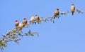 Wild african birds