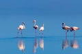 Wild african birds. Group birds of pink african flamingos  walking around the blue lagoon Royalty Free Stock Photo