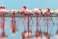 Wild african birds. Group birds of pink african flamingos walking around the blue lagoon Royalty Free Stock Photo