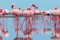 Wild african birds. Group birds of pink african flamingos walking around the blue lagoon