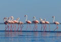 Wild african birds. Group birds of pink african flamingos walking around the blue lagoon