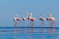 Wild african birds. Group birds of pink african flamingos walking around the blue lagoon