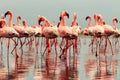 Group of African red flamingo birds and their reflection on clear water. Walvis bay, Namibia, Africa