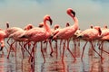 Group of African red flamingo birds and their reflection on clear water. Walvis bay, Namibia, Africa Royalty Free Stock Photo