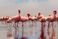 Group of African red flamingo birds and their reflection on clear water. Walvis bay, Namibia, Africa Royalty Free Stock Photo