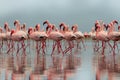 Group of African red flamingo birds and their reflection on clear water. Walvis bay, Namibia, Africa Royalty Free Stock Photo