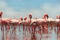 Wild african birds. Group of African red flamingo birds and their reflection on clear water. Walvis bay