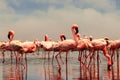 Wild african birds. Group of African red flamingo birds and their reflection on clear water. Walvis bay, Namibia, Africa Royalty Free Stock Photo