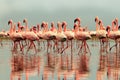 Group of African red flamingo birds and their reflection on clear water. Walvis bay, Namibia, Africa Royalty Free Stock Photo