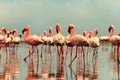 Group of African red flamingo birds and their reflection on clear water. Walvis bay, Namibia, Africa Royalty Free Stock Photo