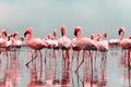 Wild african birds. Group of African red flamingo birds and their reflection on clear water. Walvis bay, Namibia, Africa Royalty Free Stock Photo