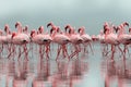 Wild african birds. Group of African red flamingo birds and their reflection on clear water. Walvis bay, Namibia, Africa Royalty Free Stock Photo