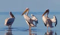 Wild african birds. A group of several large pelicans stand in the lagoon on a sunny day Royalty Free Stock Photo