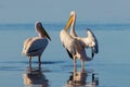 Wild african birds. A group of several large pelicans stand in the lagoon on a sunny day Royalty Free Stock Photo