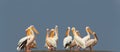 Wild african birds. A group of several large pelicans stand in the lagoon on a sunny day