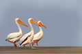 Wild african birds. A group of several large pelicans stand in the lagoon on a sunny day Royalty Free Stock Photo