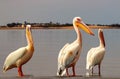 Wild african birds. A group of several pink pelicans stand in the lagoon on a sunny day Royalty Free Stock Photo