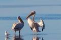 Wild african birds. A group of several large pelicans stand in the lagoon on a sunny day Royalty Free Stock Photo