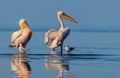 Wild african birds. A group of several large pelicans stand in the lagoon on a sunny day Royalty Free Stock Photo