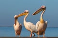 Wild african birds. A group of several large pink pelicans stand in the lagoon Royalty Free Stock Photo