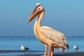 Wild african birds. A group of several large pink pelicans stand in the lagoon Royalty Free Stock Photo