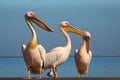 A group of several large pink pelicans stand in the lagoon on a sunny day Royalty Free Stock Photo