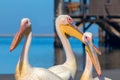 Wild african birds. A group of several pink pelicans stand in the lagoon on a sunny day Royalty Free Stock Photo