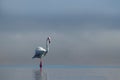 Lonely African pink flamingo on a blue background