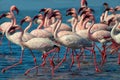 Groupe of pink flamingo birds on the blue lagoone on a sunny day.