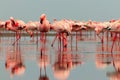 Wild african birds. Groupe of red flamingo birds on the blue lagoon Royalty Free Stock Photo