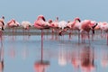 Wild african birds. Groupe of red flamingo birds on the blue lagoon