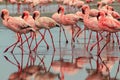 Wild african birds. Groupe of red flamingo birds on the blue lagoon Royalty Free Stock Photo