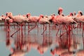 Wild african birds. Groupe of red flamingo birds on the blue lagoon