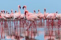 Wild african birds. Groupe of red flamingo birds on the blue lagoon Royalty Free Stock Photo