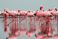 Wild african birds. Group of red flamingo birds on the blue lagoon Royalty Free Stock Photo