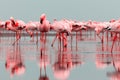 Wild african birds. Group of red flamingo birds on the blue lagoon Royalty Free Stock Photo