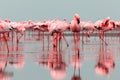 Wild african birds. Groupe of red flamingo birds on the blue lagoon