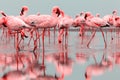 Wild african birds. Groupe of red flamingo birds on the blue lagoon