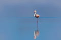 Wild african birds. One bird of pink african flamingo walking around the blue lagoon