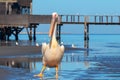 Wild african birds. One large pink pelican stand in the lagoon