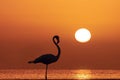 Wild african birds. Silhouette of a lonely flamingo stands in a lagoon against a background of golden sunset