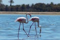 Wild african birds. Two birds of pink african flamingos walking around the blue lagoon Royalty Free Stock Photo