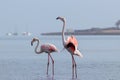 Wild african birds. Two birds of pink african flamingos walking around the blue lagoon Royalty Free Stock Photo