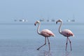 Wild african birds. Two birds of pink african flamingos walking around the blue lagoon Royalty Free Stock Photo