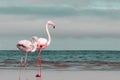 Two birds of pink african flamingos walking around the blue lagoon on a sunny day Royalty Free Stock Photo