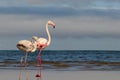 Wild african birds. Two birds of pink flamingos walking around the blue lagoon on a sunny day Royalty Free Stock Photo